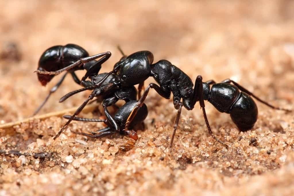 ants abilities