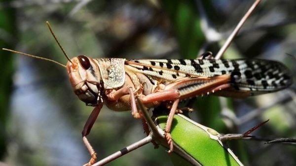 Top 10 Supernatural Powers Of Insects