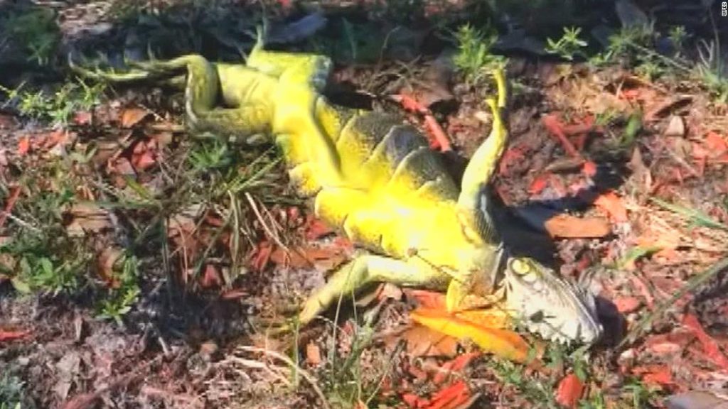 Falling iguanas in south florida
