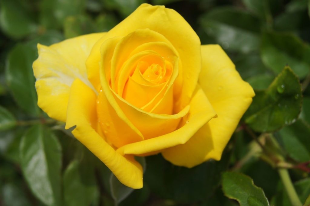 Valentine's Day 2020