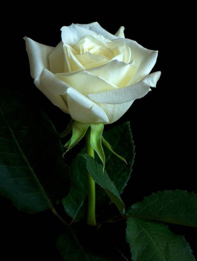 Valentine's Day 2020