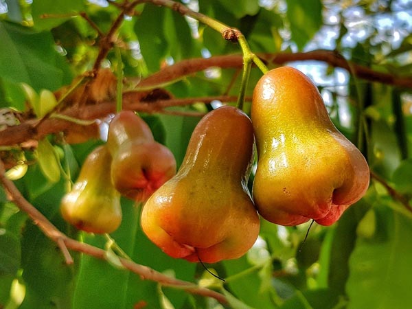 benefits of eating rose apple in summers