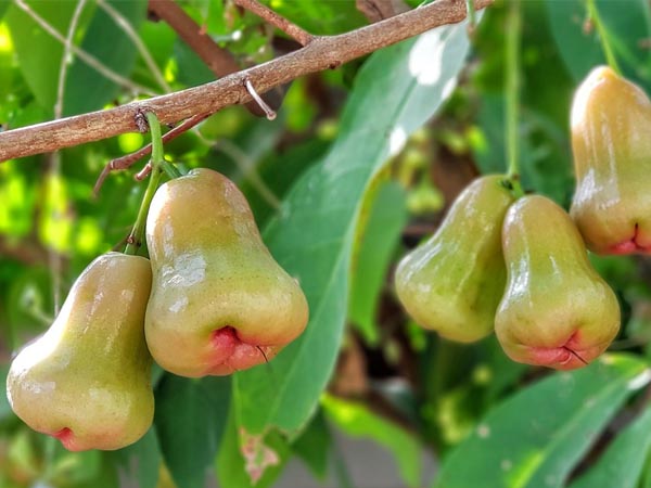 benefits of eating rose apple in summers