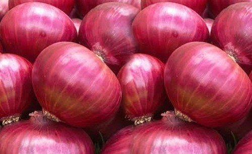 Onion