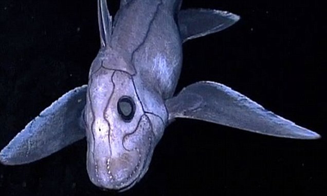 Ghost shark