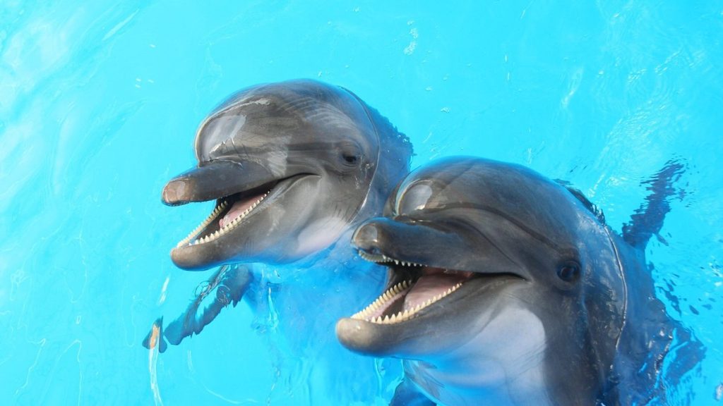Smart dolphins