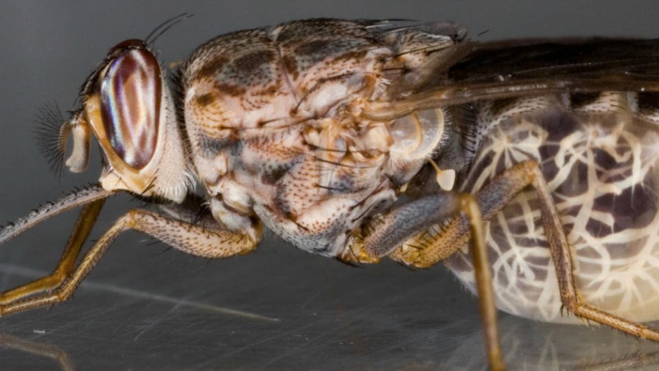 Tsetse fly