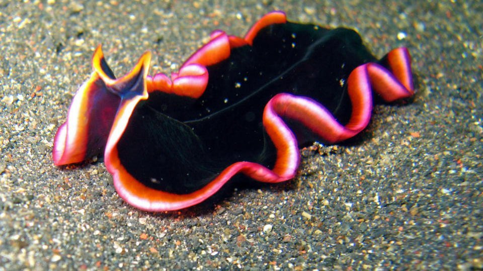 Flatworm