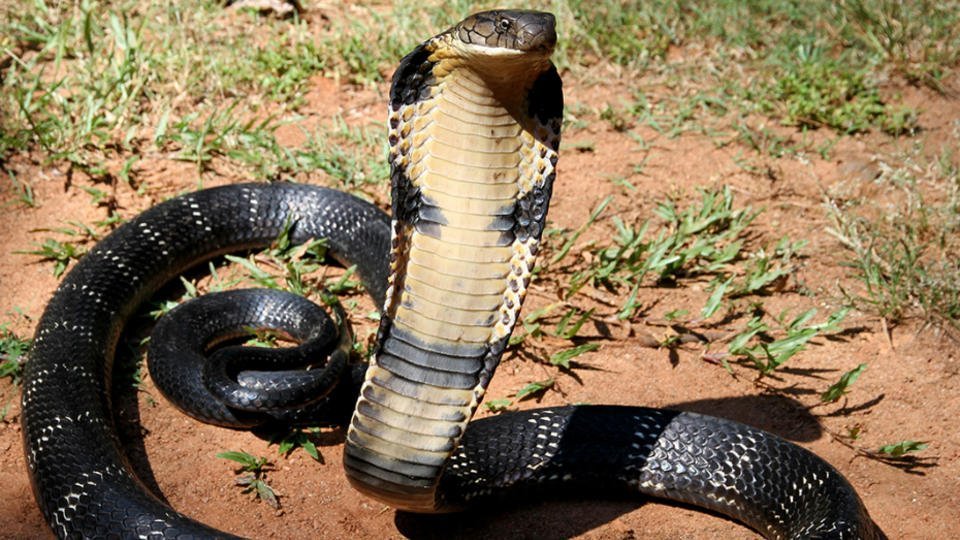 King cobra