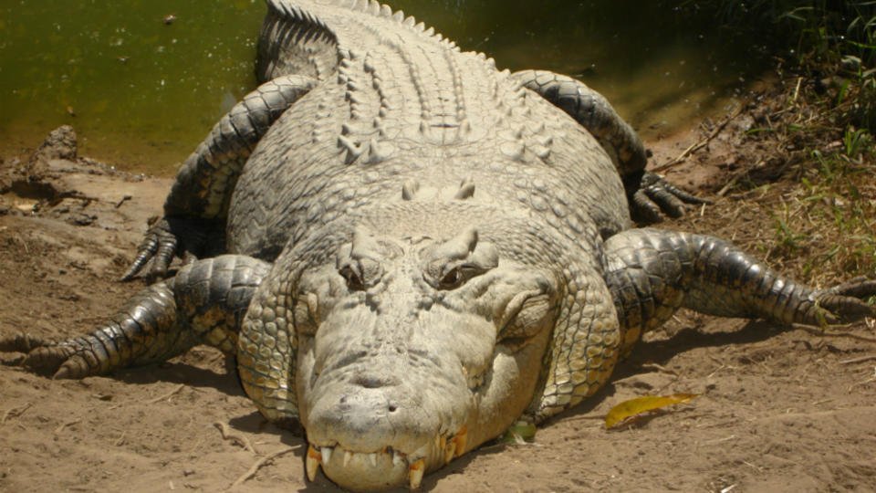 Crocodile