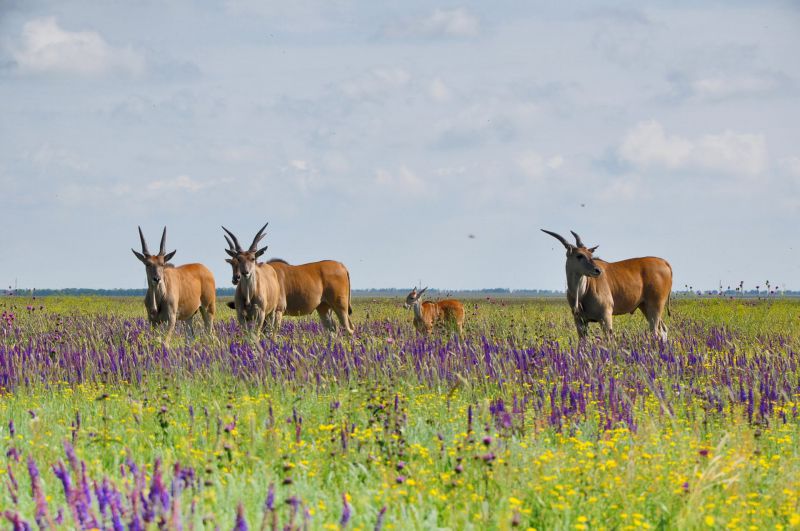 Askania-Nova Biosphere Reserve Ukraine