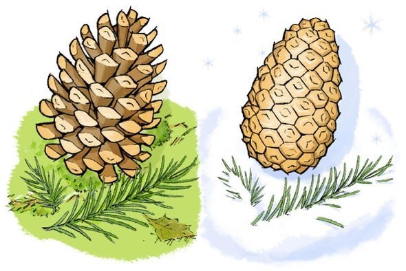 Pinecones