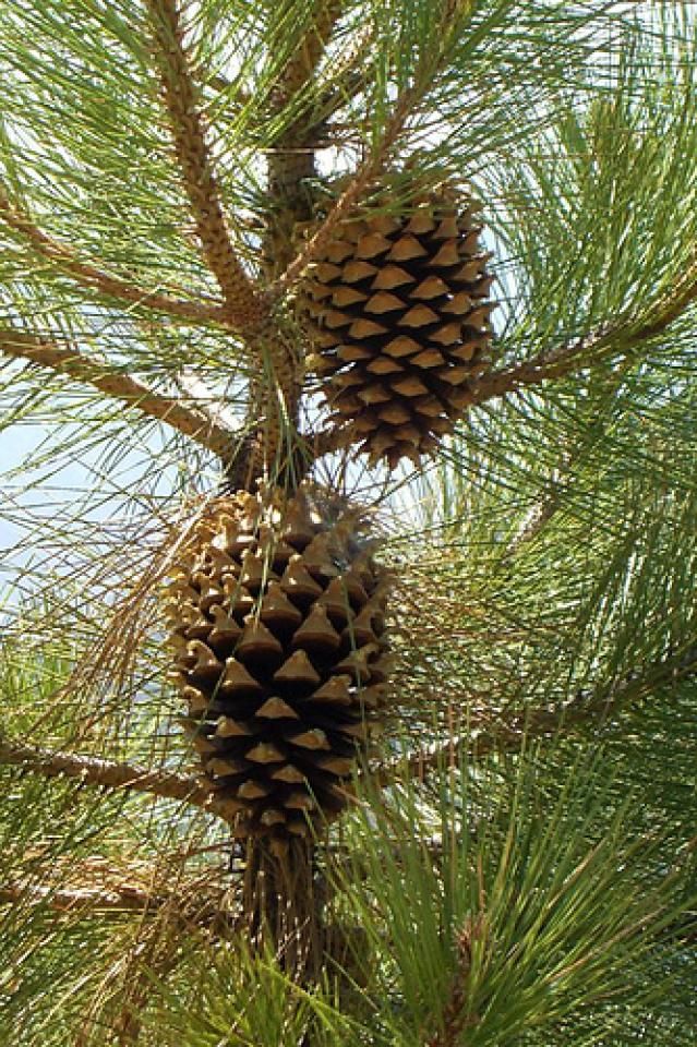 Pinecones