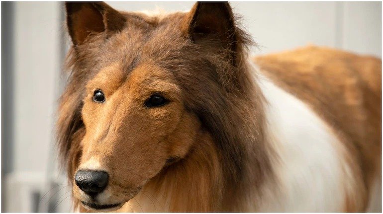 Japanese man turned into dog