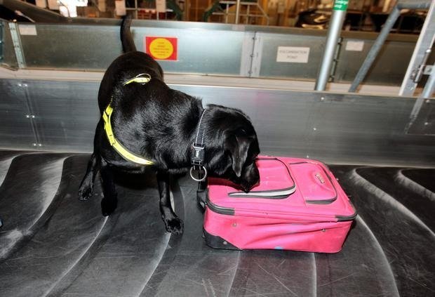 luggage is checked by dogs
