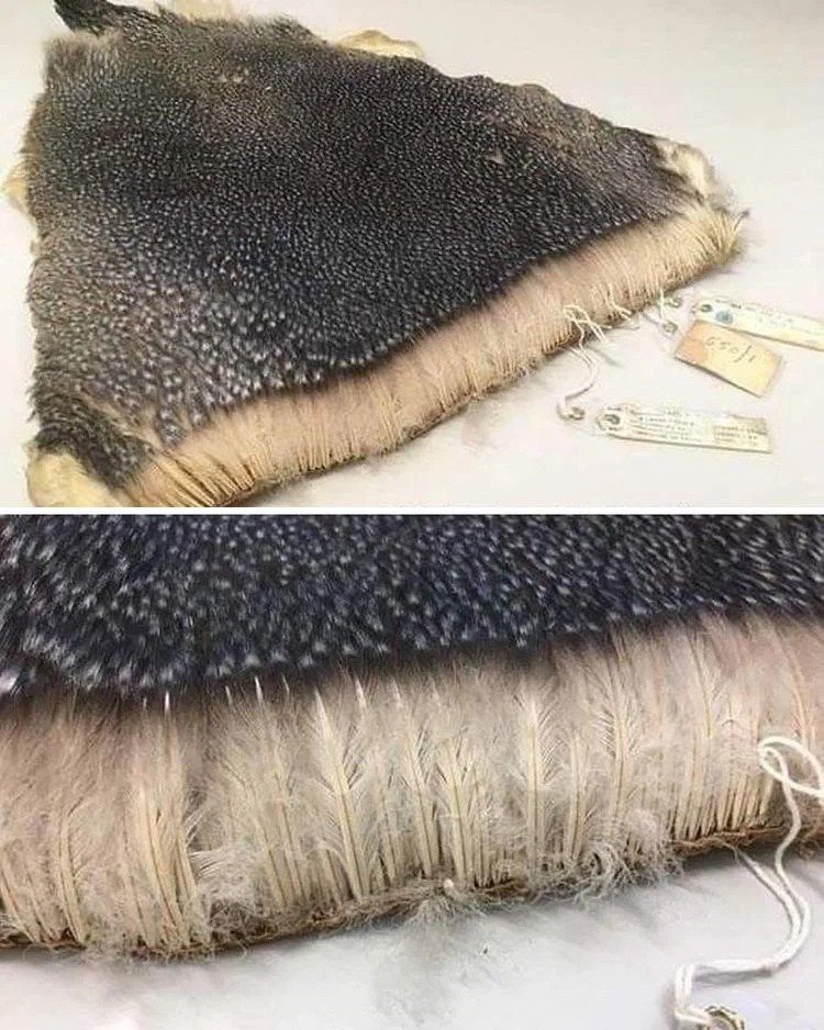 Penguin feathers