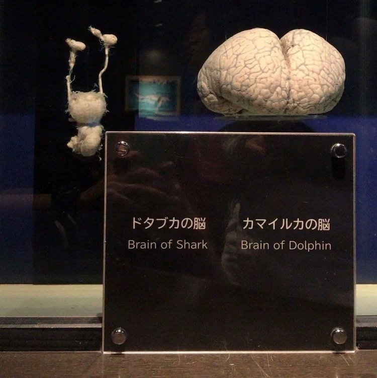 Dolphin Brain