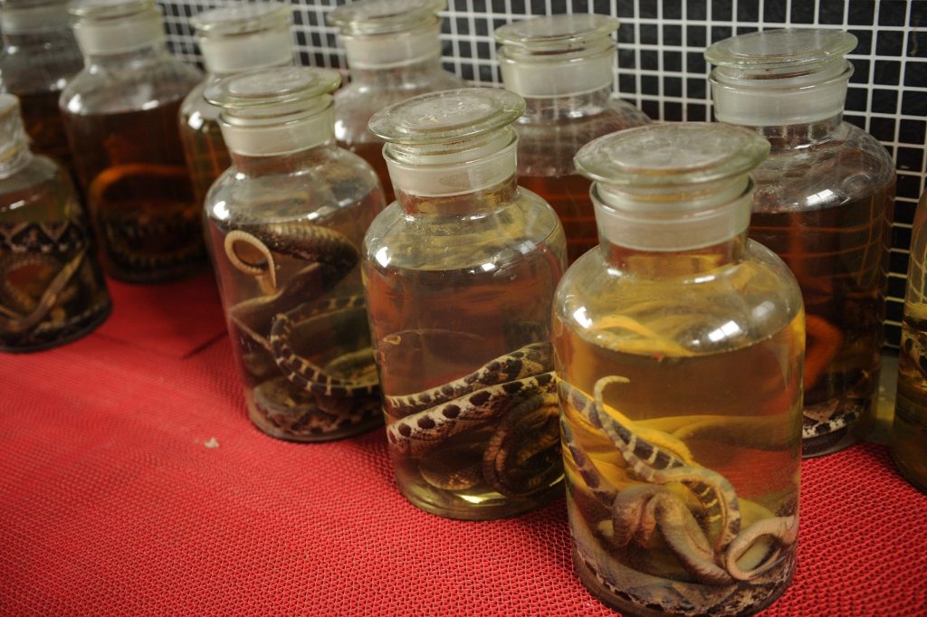 Snake wine Most Disgusting Asian Treats