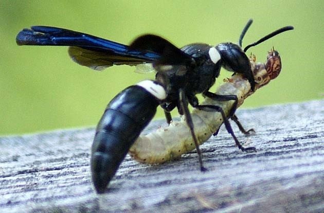Voodoo Wasps abilities