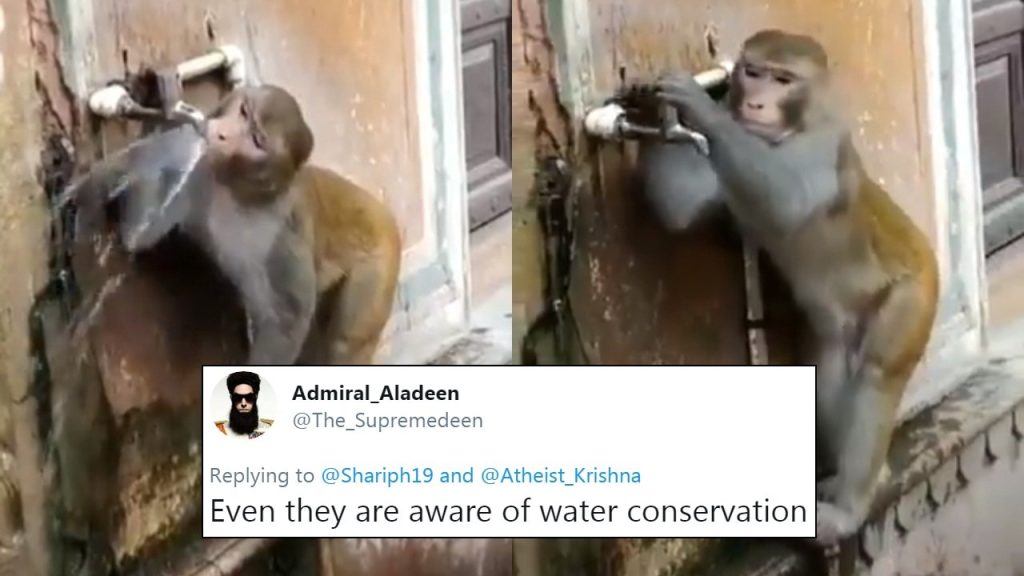 Monkey Closing Tap After Drinking Water Getting Viral, Proving Animals Are Wiser Than Humans