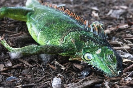 Florida Cold Weather Leads To Falling Iguana Alert falling iguana alert