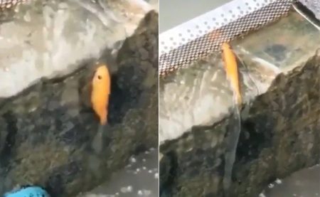 Viral Video Of Fish ‘Climbing’ Wall, Leaves Netizens Surprised, Watch Video
