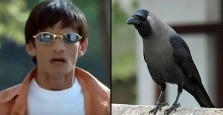 ‘Kauwa Biryani’ Special: 2 Arrested In Tamil Nadu For Selling Crow Meat At Stalls kauwa biryani news