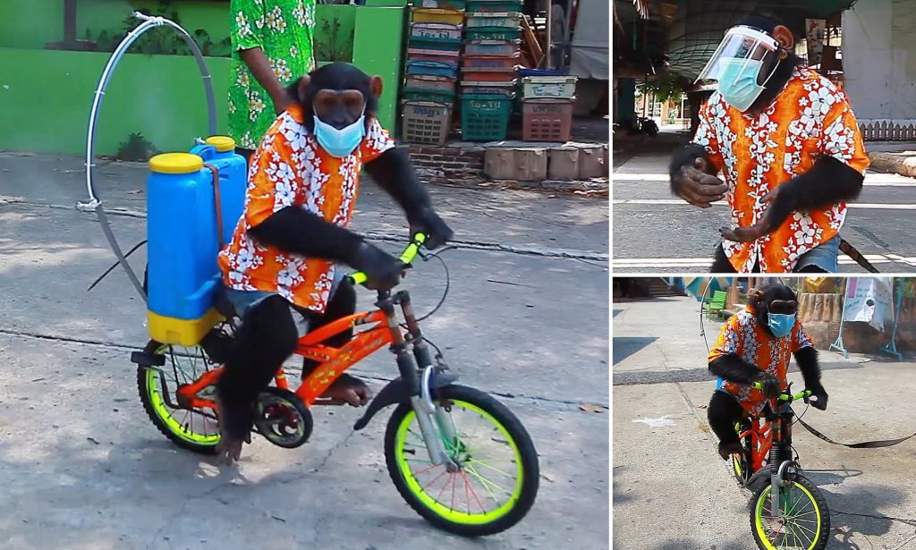chimpanzee Sanitizing A Zoo In Thailand