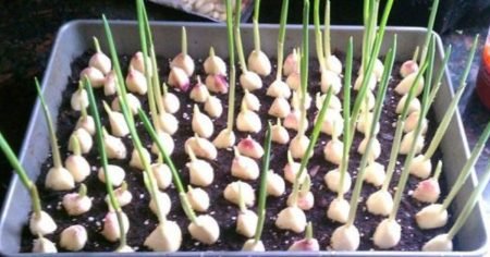 A Proper Guide On How To Grow Garlic Indoors how to grow garlic indoors