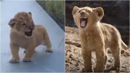 simba viral video