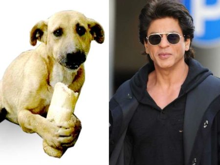 Shahrukh Khan Came Forward To Donate For Dogs Shahrukh Khan