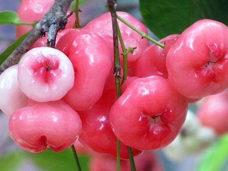 Health Benefits Of Eating Rose Apple Aka White Berries In Summers benefits of eating rose apple in summers