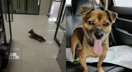 Dog Waited For 3 Months At Wuhan Hospital After Death of Owner