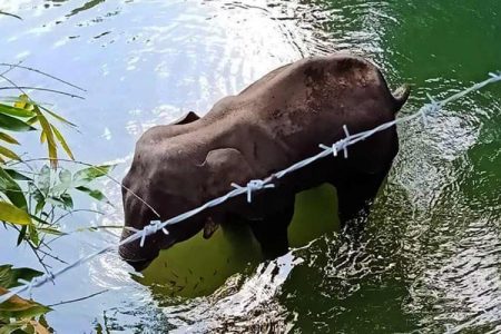 Killing Of Pregnant Elephant In Kerala Sparks Nationwide Outrage Who Were Fed Crackers In Pineapple kerala elephant death news