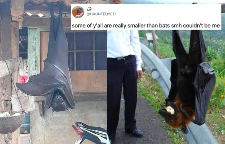 Human-Sized Bat Seen In Philippines Creats Stir In People