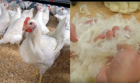 recycling of feather