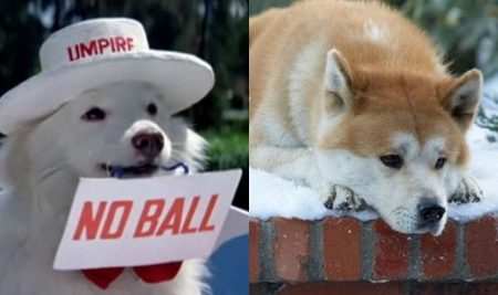 Beloved Doggies From Movies Who Won Our Hearts At First Sight cute dogs