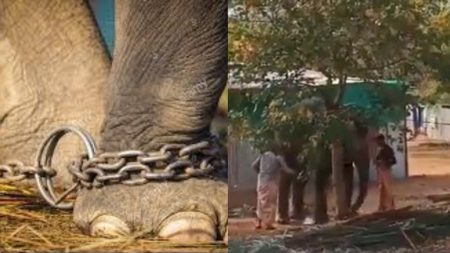 Video Of Elephant Beaten Mercilessly In Tamil Nadu Takes Over The Internet Elephant beaten mercilessly in Tamil Nadu