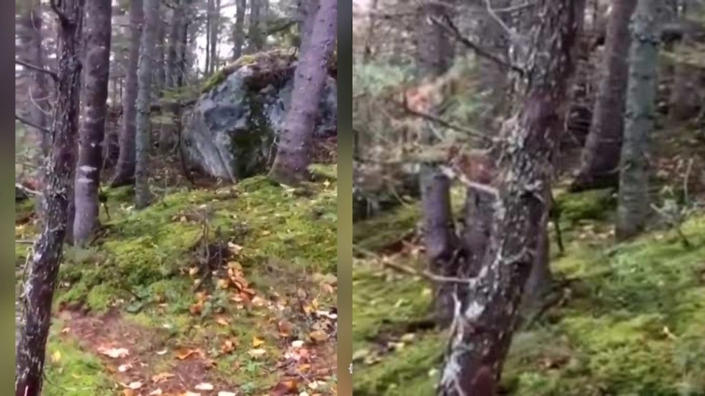 A Creepy Video Of Dense Forest Breathing Don’t Miss Out: Twitter Stunned Breathing forest