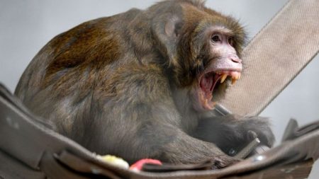 China’s Dangerous ‘Monkey B Virus’: First Human Death, Symptoms And Preventive Measures monkey b virus china