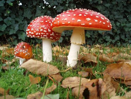 10 Most Poisonous Mushrooms In The World | AVOID THEM! poisness mashrooms