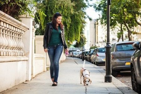 Weird Law! If You Do Not Take Your Dog For A Morning Walk, Then Get Ready For A Big Fine